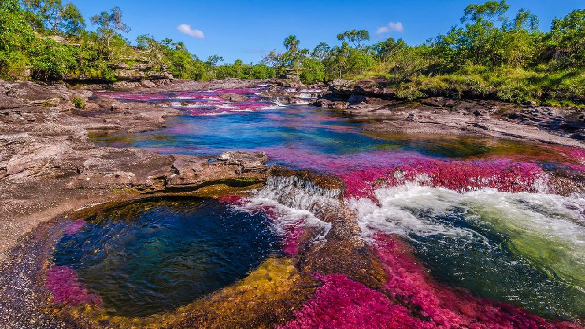 Sungai Caño Cristales: Sungai Pelangi Kolombia yang Menakjubkan